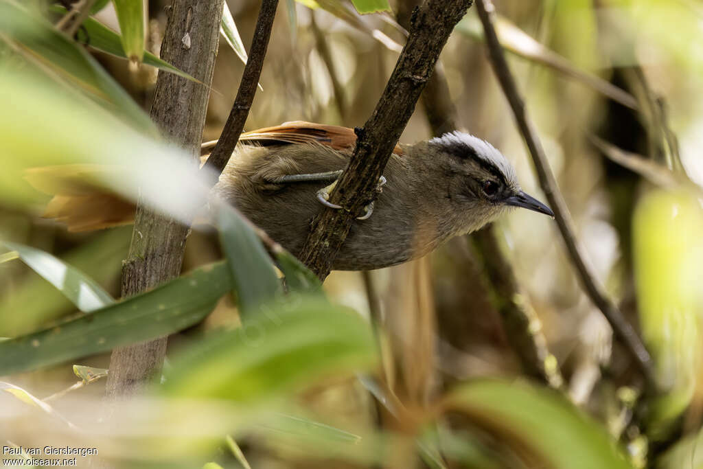 Vilcabamba Spinetail