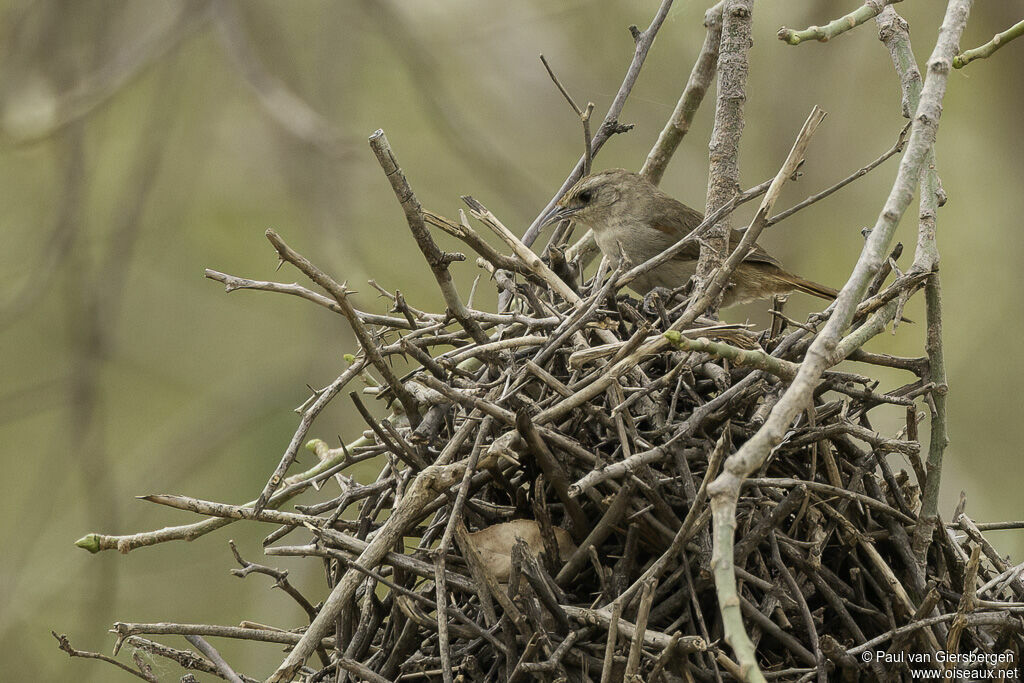 Synallaxe siffleuradulte