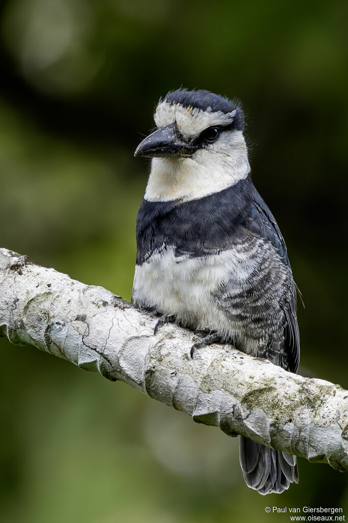 Tamatia à front blancadulte