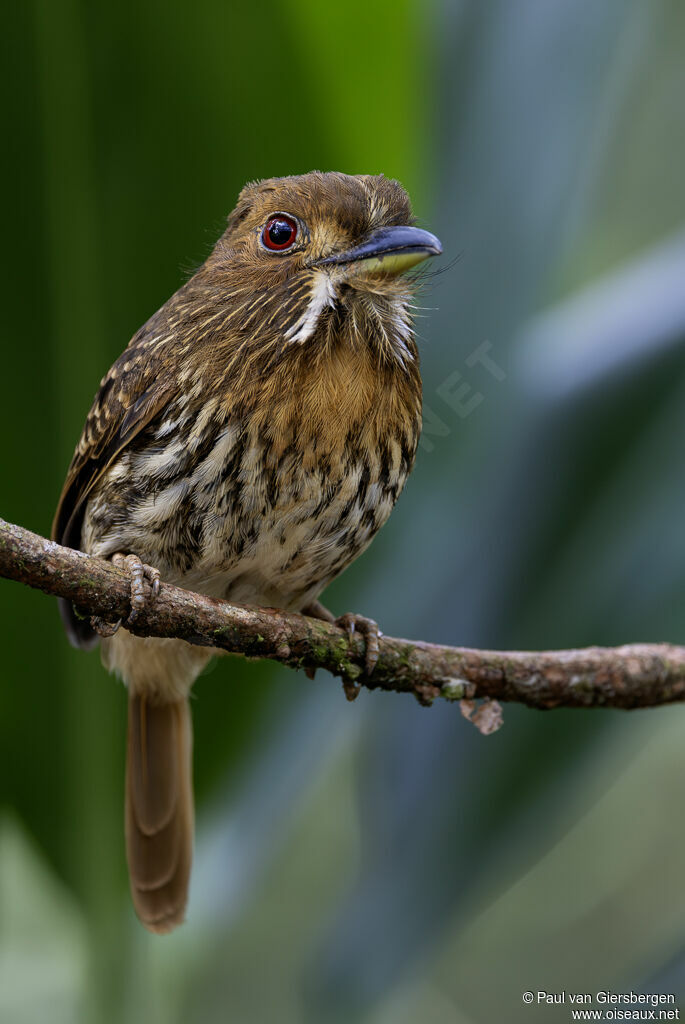 Tamatia de Lafresnayeadulte