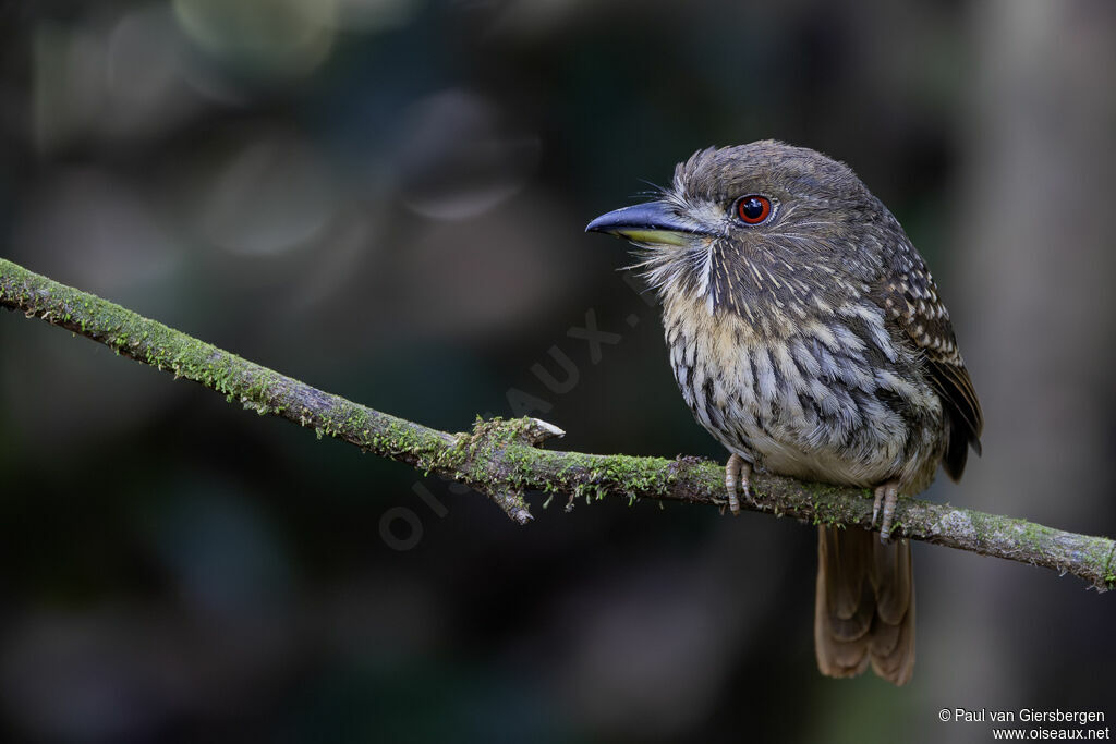 Tamatia de Lafresnayeadulte