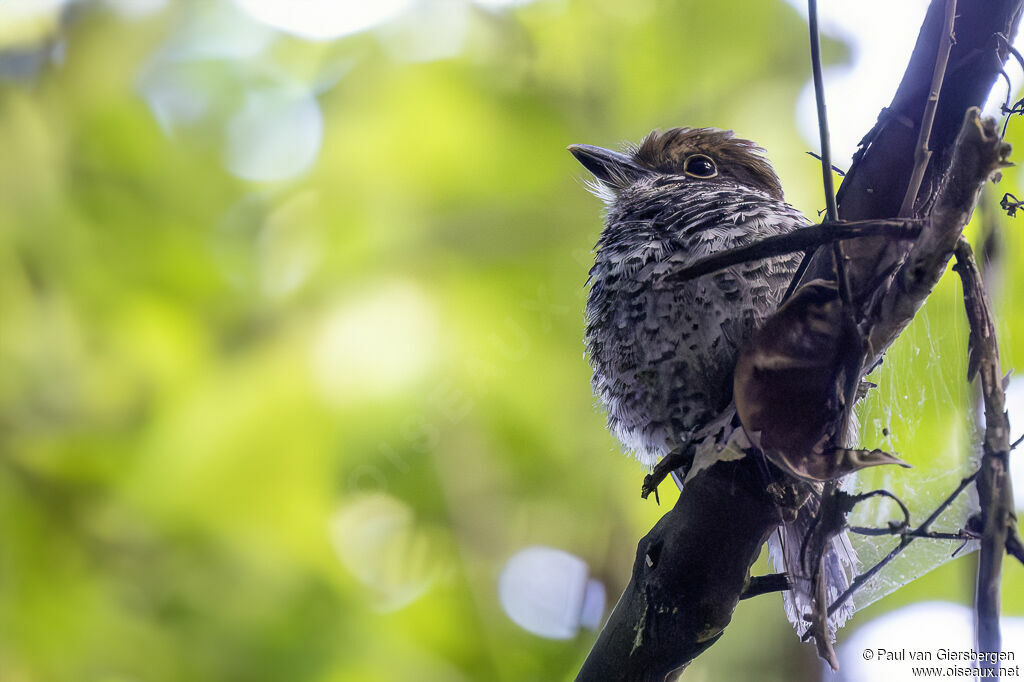 Chestnut-capped Puffbirdadult