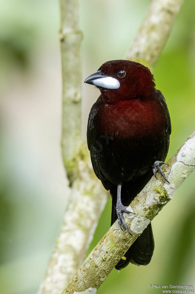 Silver-beaked Tanager male adult