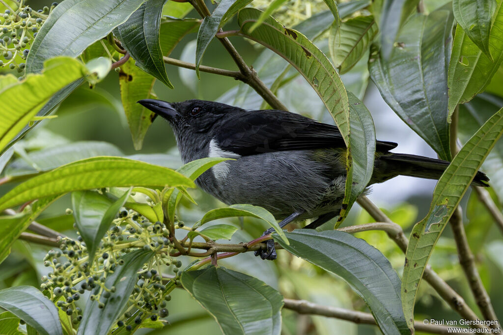 Tangara à croupion jauneadulte