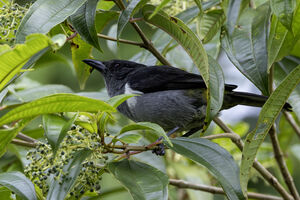 Tangara à croupion jaune