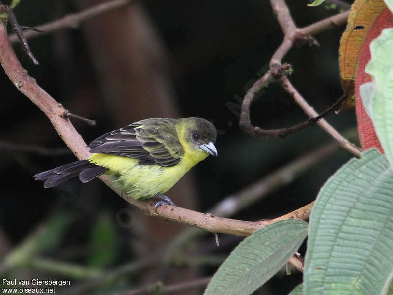 Tangara à dos citronimmature, mue