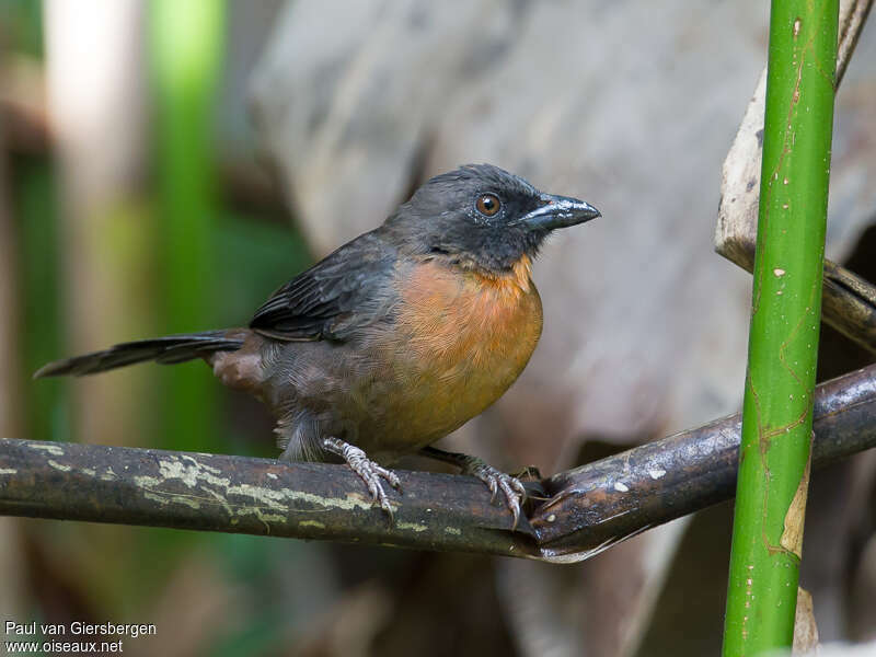 Tangara à joues noires femelle adulte, identification
