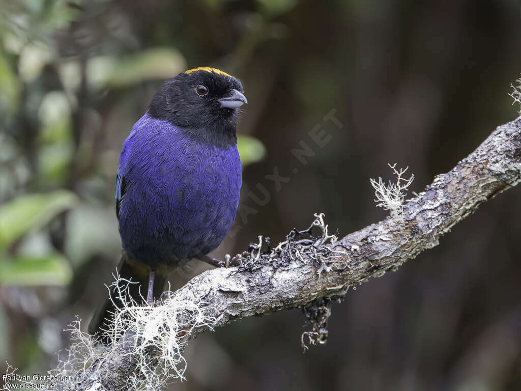 Tangara auréoléadulte, portrait