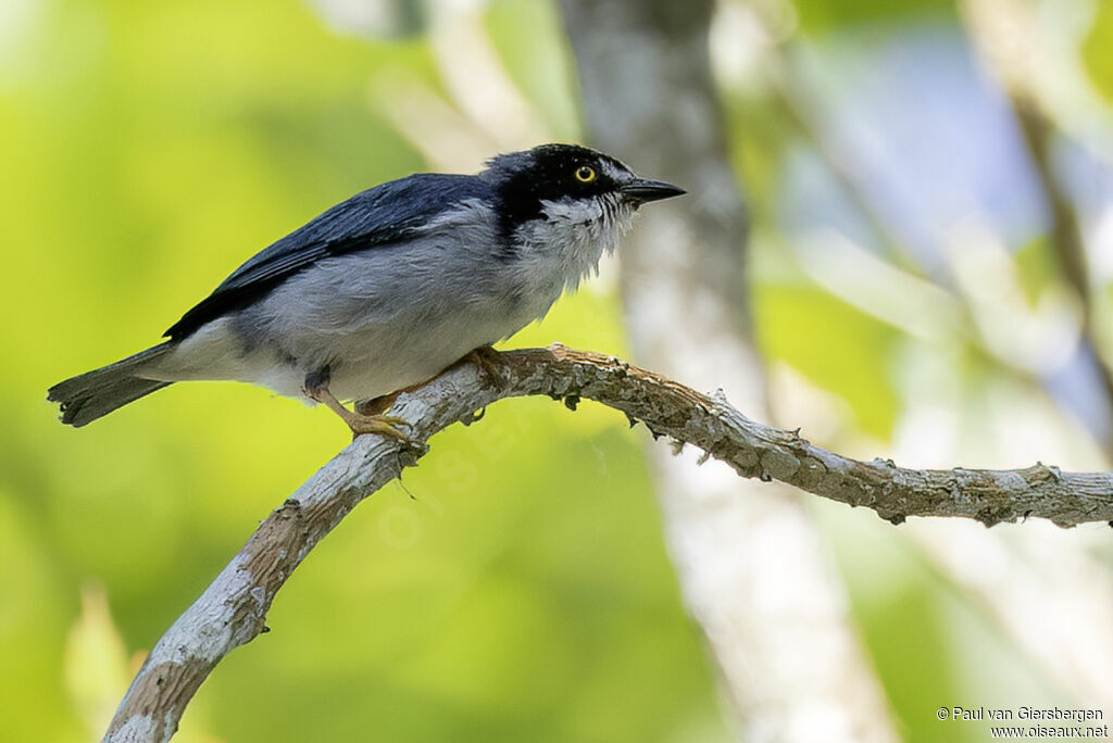 Tangara coiffe-noireadulte