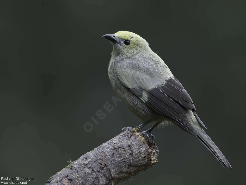 Tangara des palmiersadulte, identification