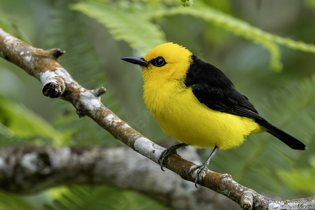 Tangara loriotadulte