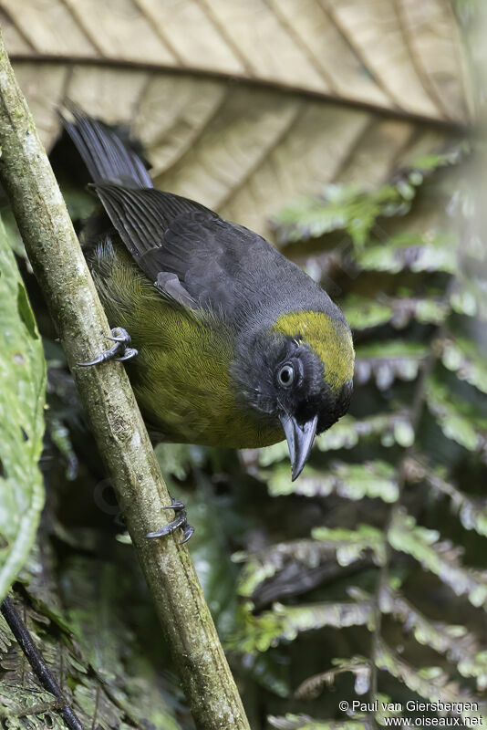 Tangara obscuradulte