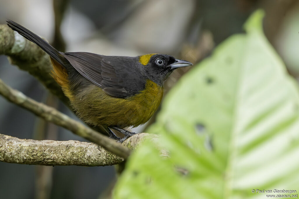 Tangara obscur - Mitrospin obscur<br />adulte