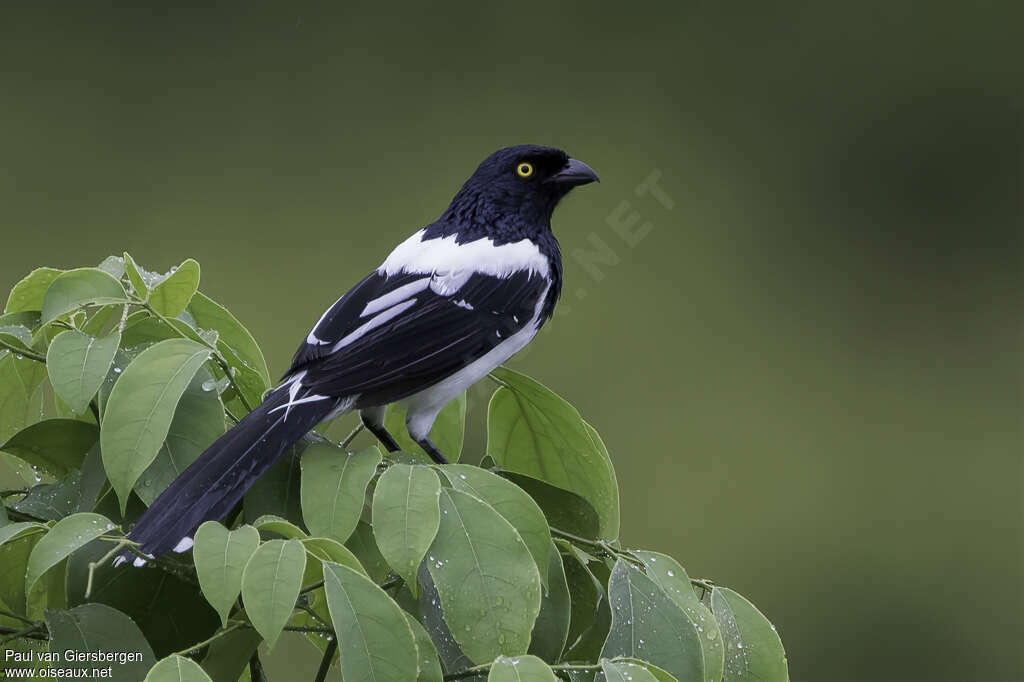 Tangara pillurionadulte, identification