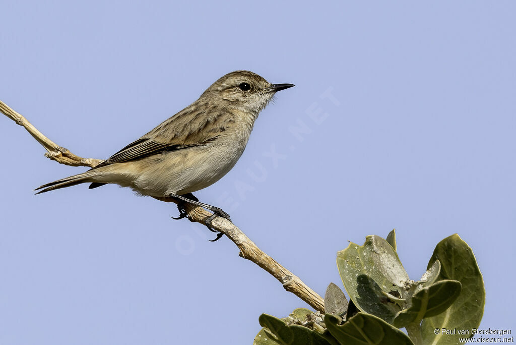 Tarier de Stoliczkaadulte