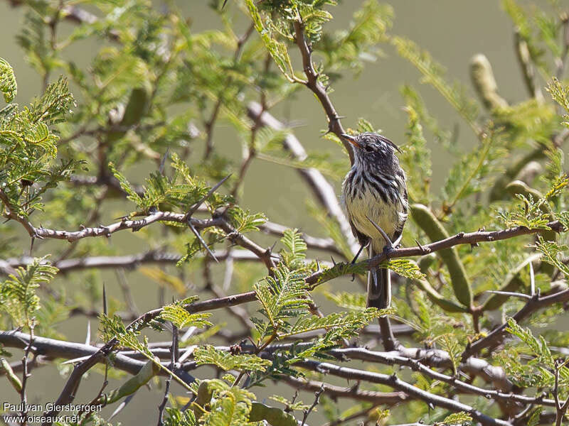 Taurillon à bec jauneadulte, habitat, pigmentation