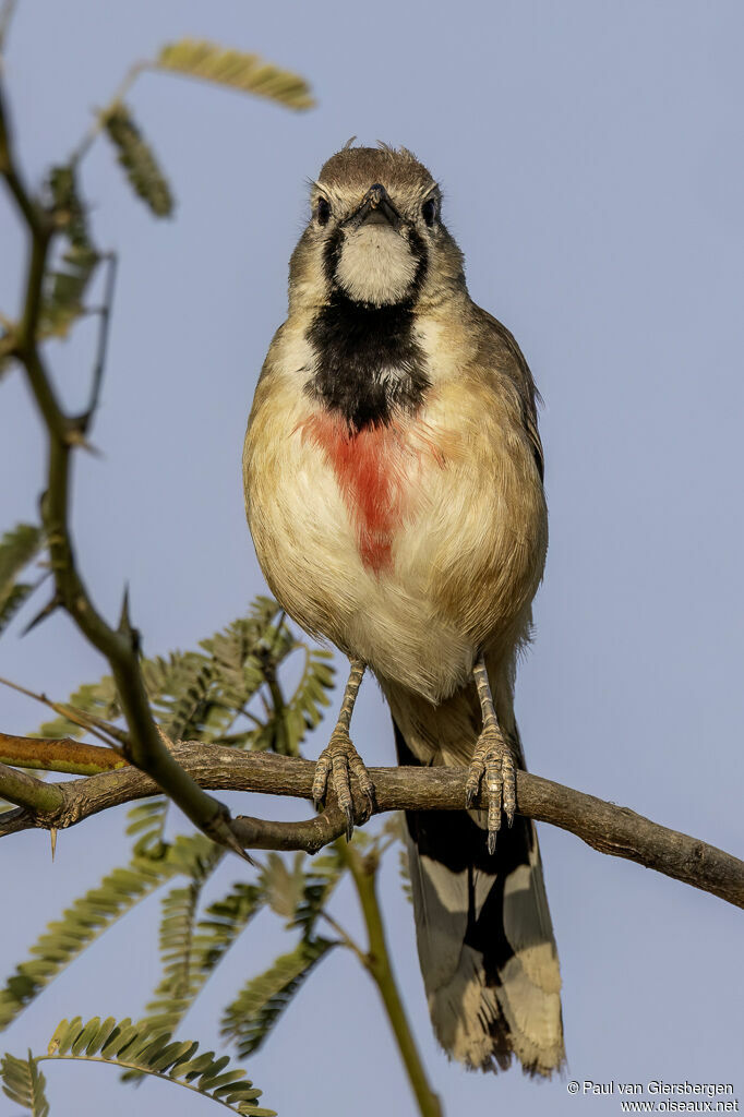 Tchagra à croupion rose