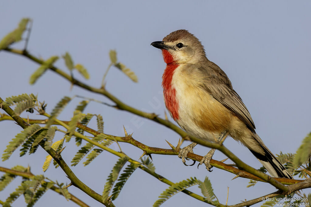 Tchagra à croupion rose - Gonolek à croupion rose<br /> mâle adulte