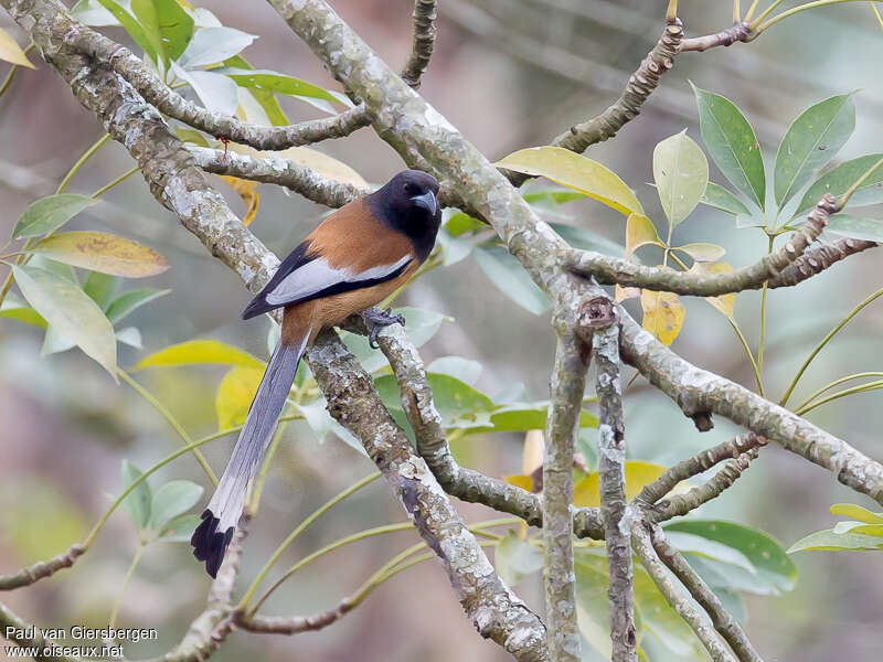 Rufous Treepieadult, identification
