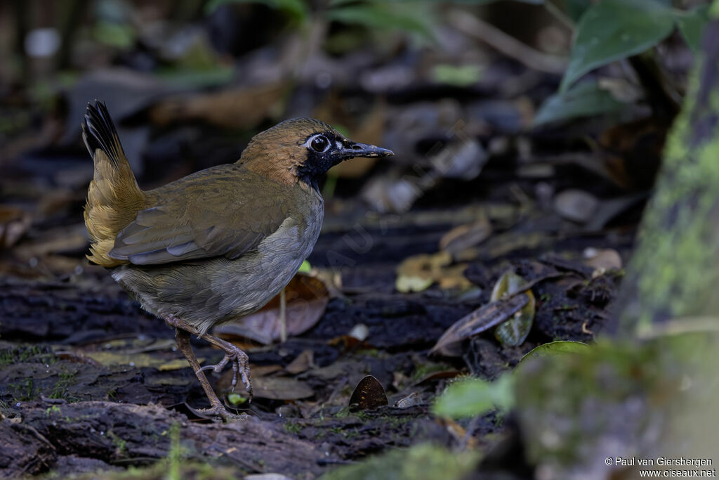 Tétéma coq-de-boisadulte