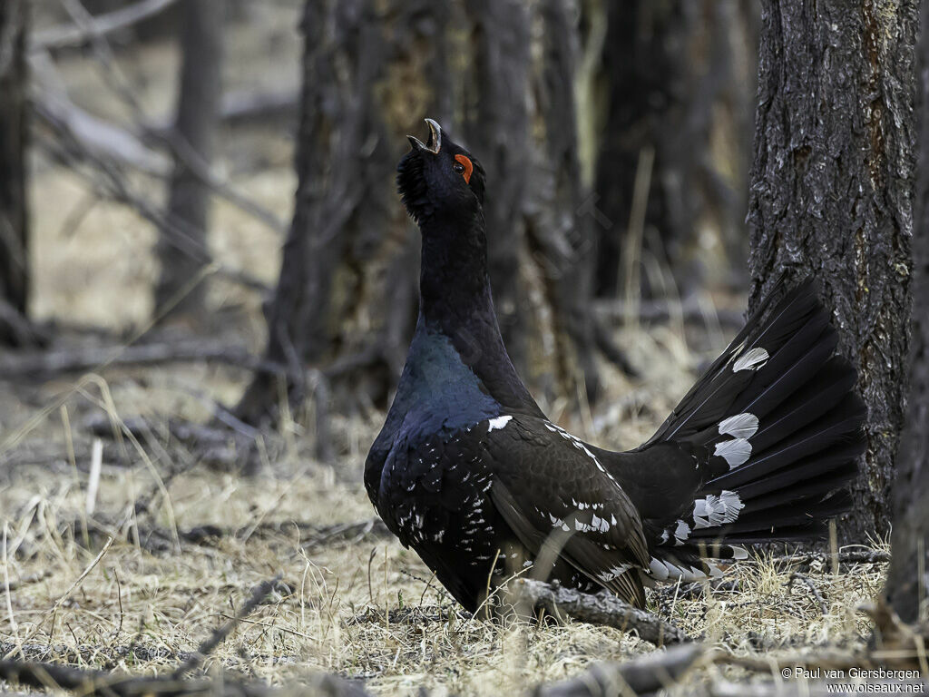 Tétras à bec noir mâle adulte