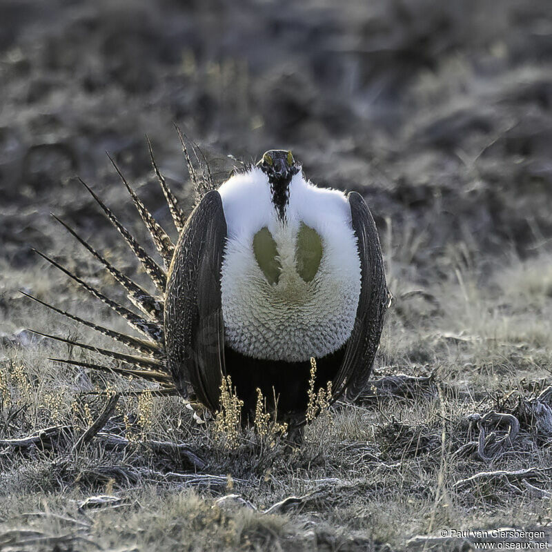 Tétras des armoises mâle adulte