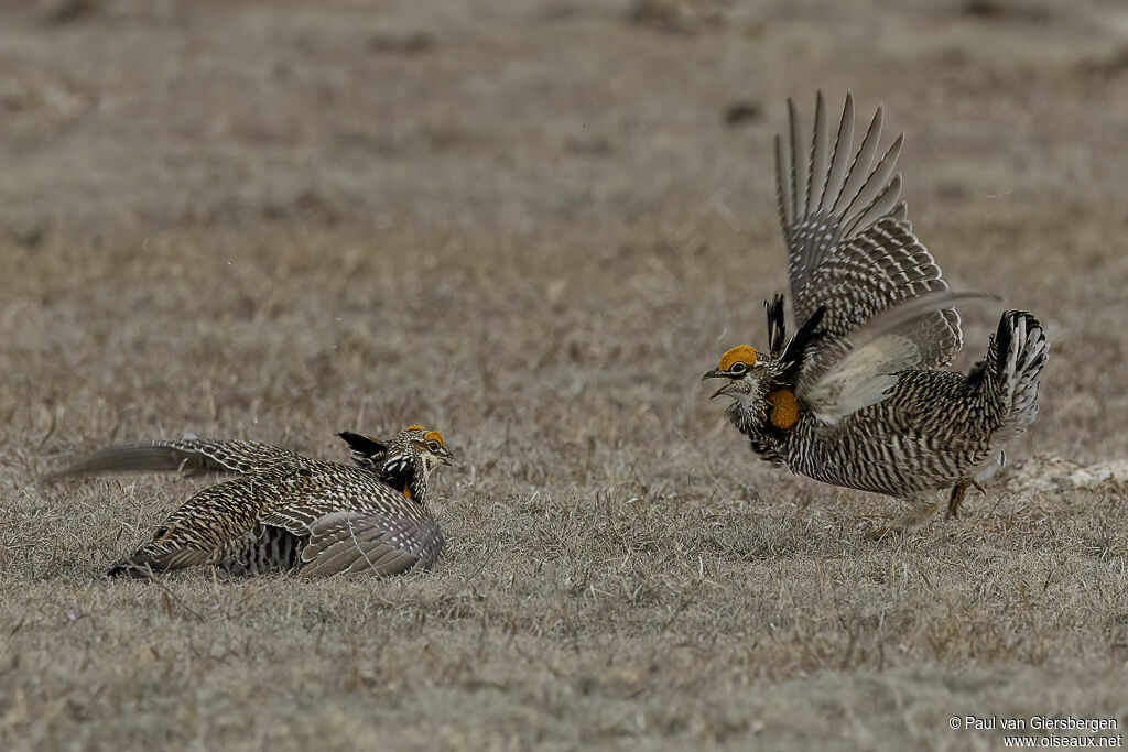 Greater Prairie Chicken male adult