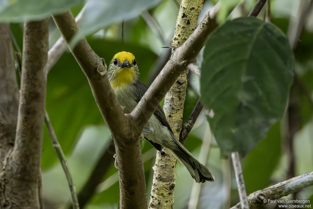 Golden-crowned Babbleradult