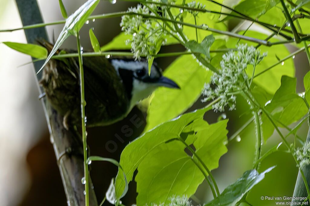 Timalie d'Austenadulte