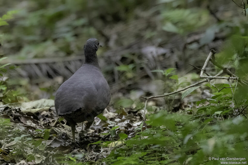 Tinamou brunadulte