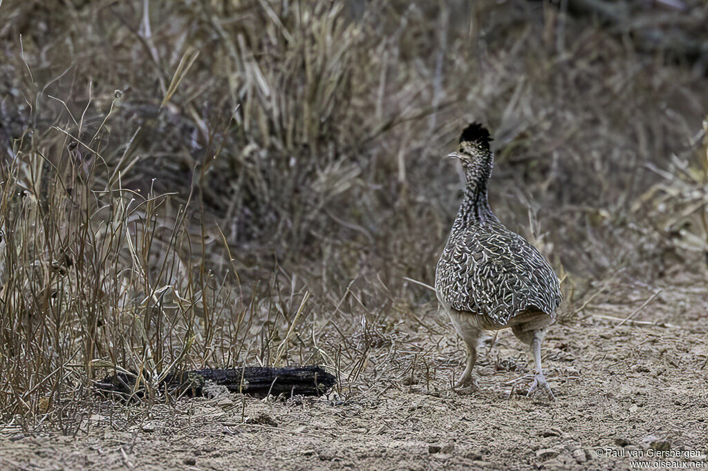 Brushland Tinamouadult