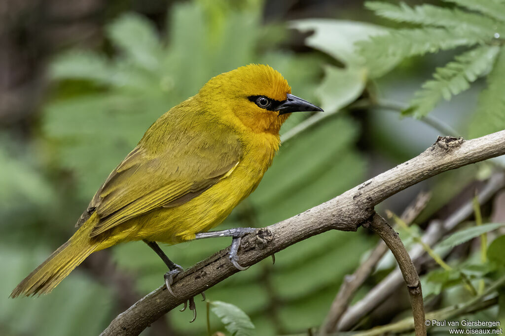 Spectacled Weaver male adult