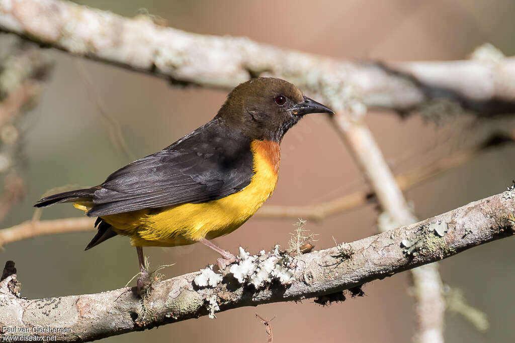 Tisserin des Usambara mâle adulte, identification