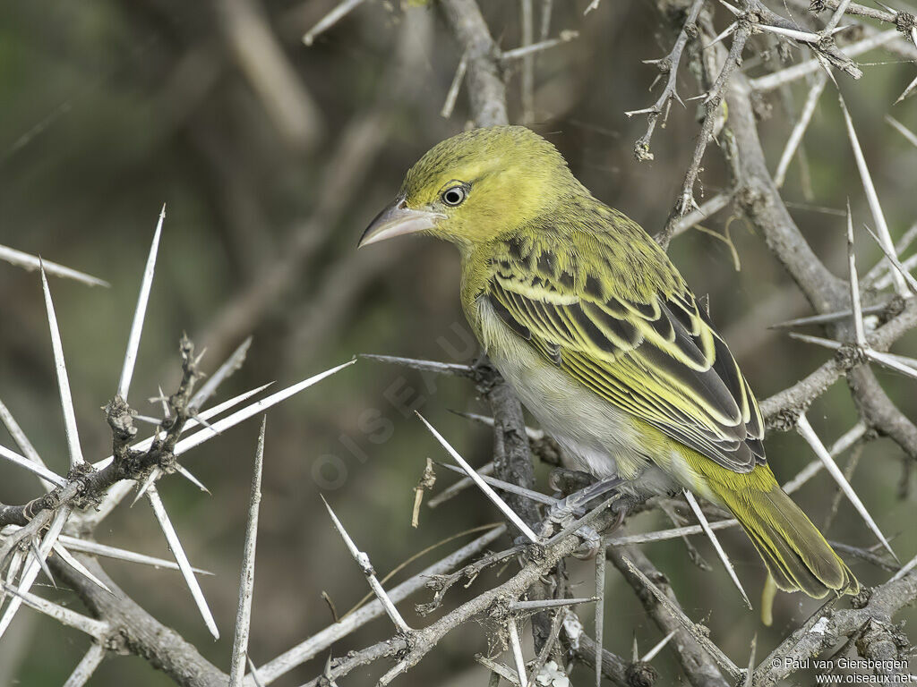 Lesser Masked Weaver female adult
