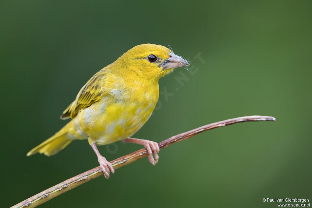 Tisserin jaune femelle adulte