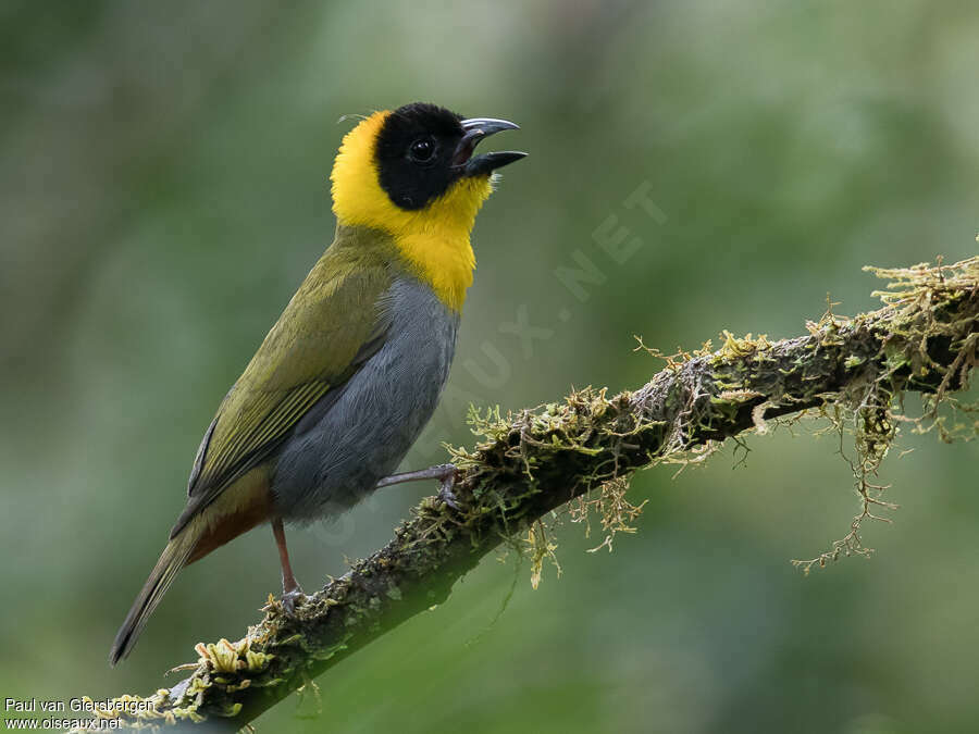 Nelicourvi Weaver male adult, identification