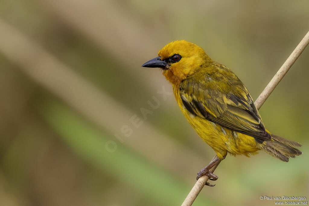 Tisserin orangé mâle adulte