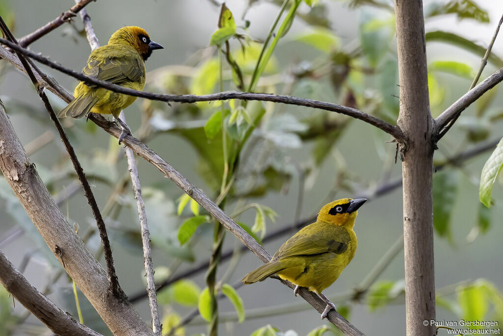 Olive-naped Weaveradult