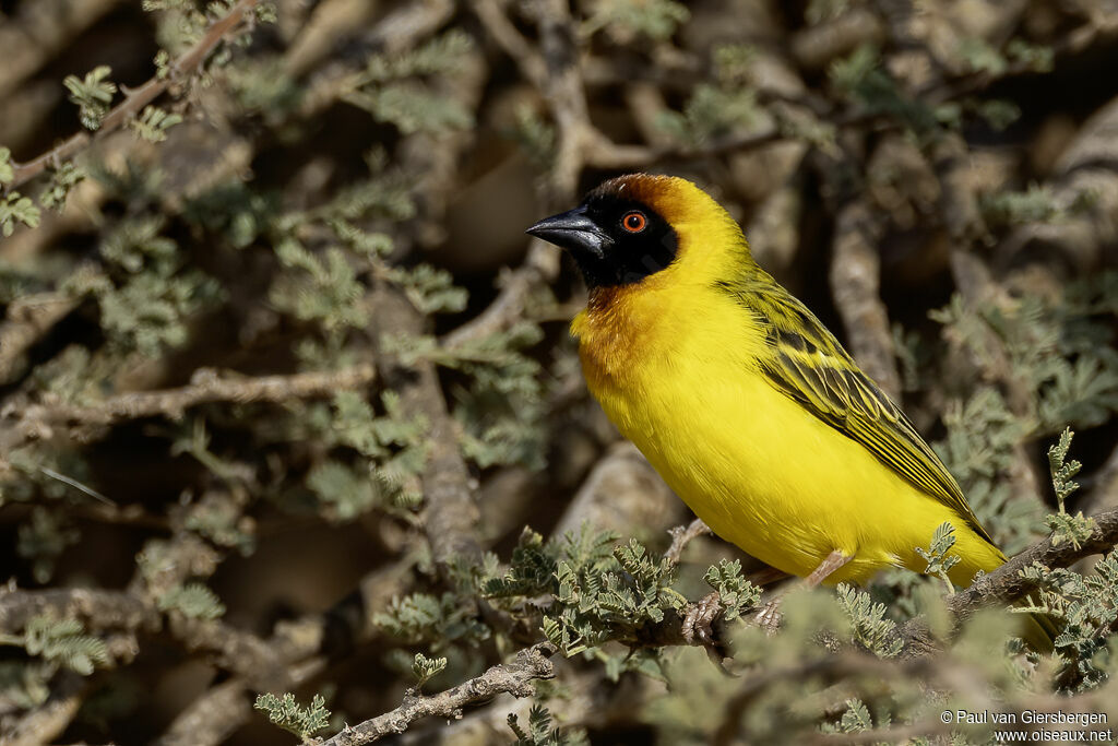 Tisserin vitellin mâle adulte