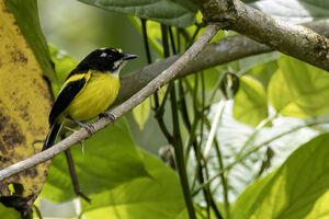 Todirostre à dos noir