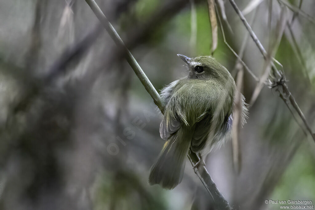 Drab-breasted Bamboo Tyrantadult