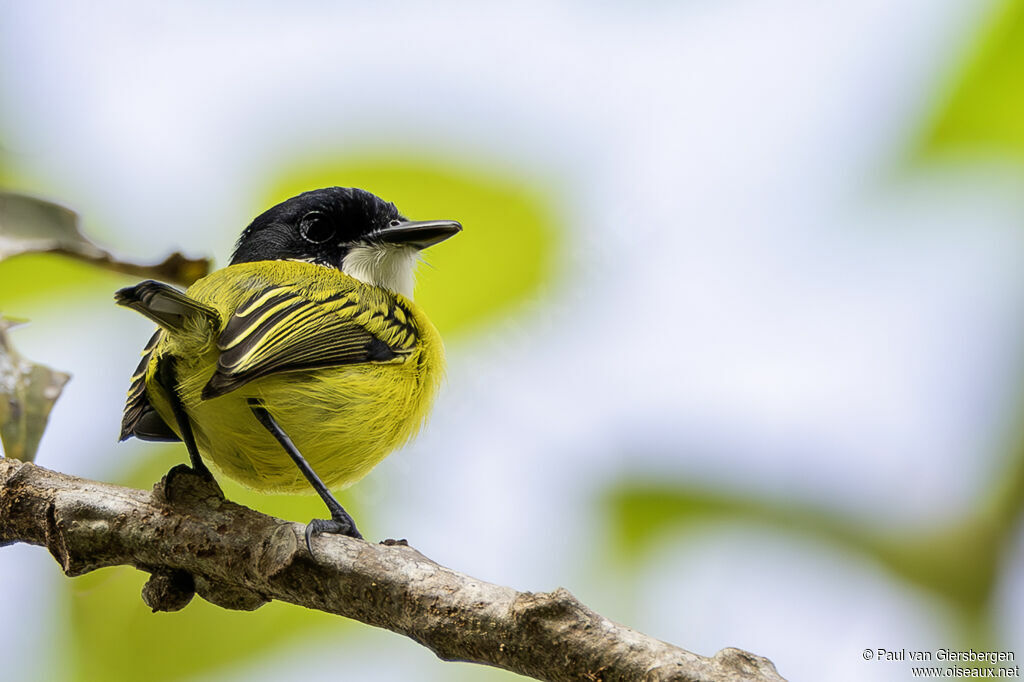Todirostre à tête noireadulte
