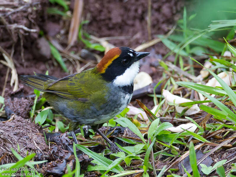 Chestnut-capped Brushfinchadult, identification