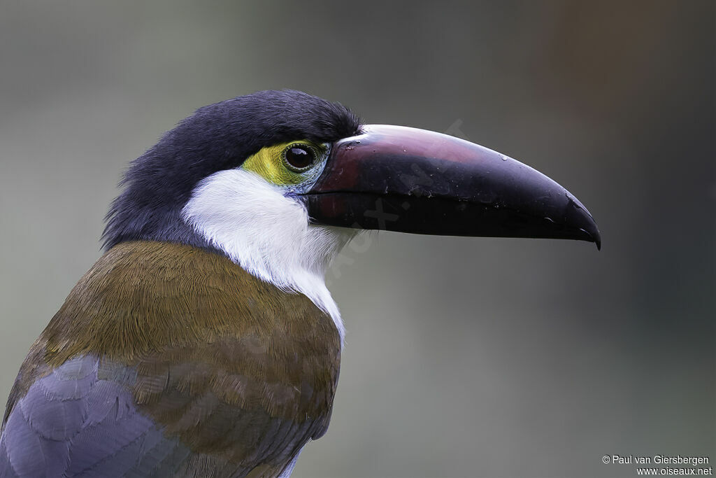 Toucan à bec noiradulte