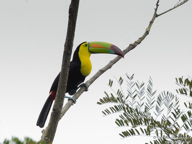 Toucan à carèneadulte