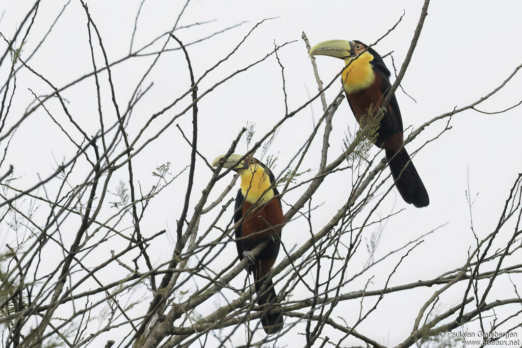 Toucan à ventre rougeadulte