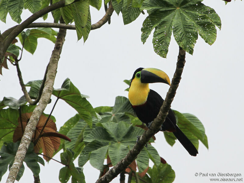 Toucan du Chocó