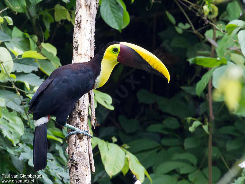 Toucan tocardadulte, identification