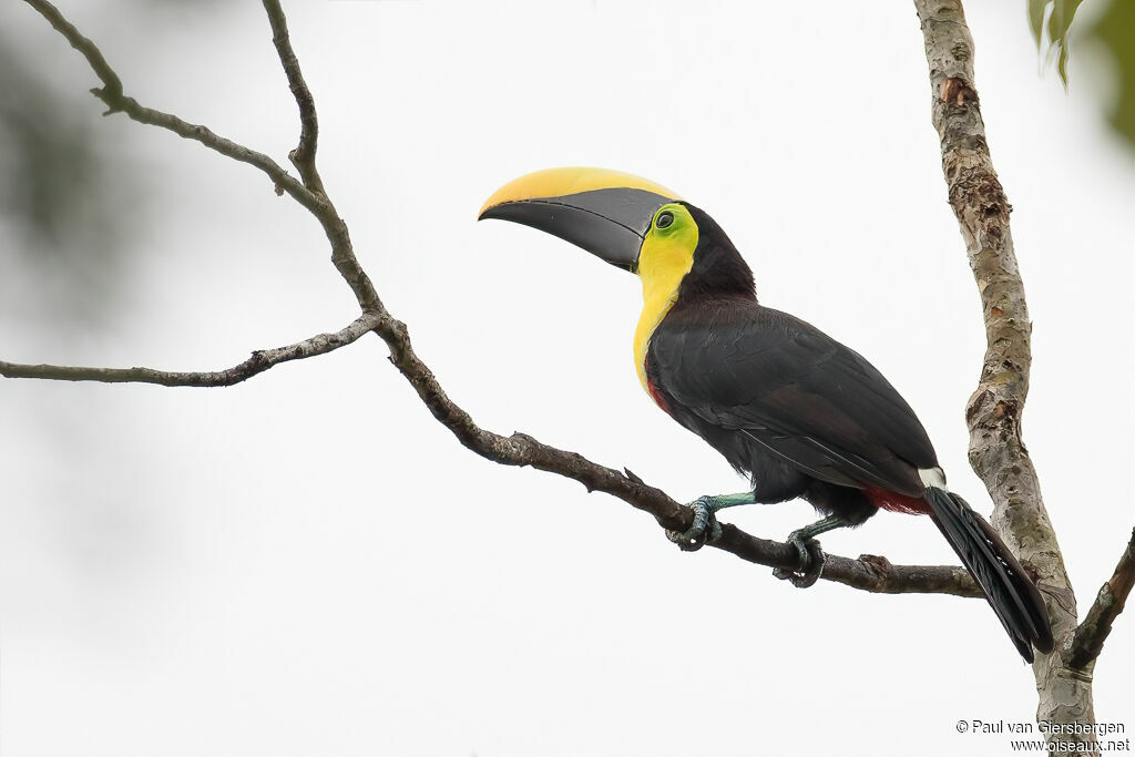 Toucan tocardadulte