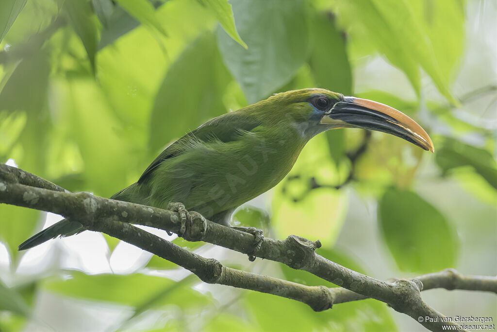 Toucanet à bec sillonnéadulte
